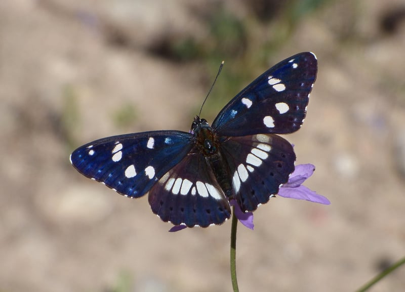 Forest Nymph